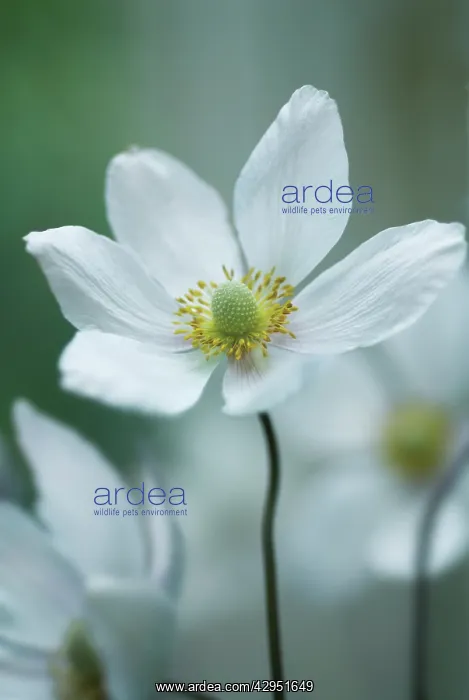 : Anemone, Japanese anemone, Anemone japonica : Anemone, Japanese anemone, Anemone japonica
