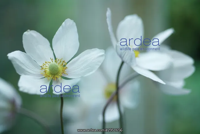 : Anemone, Japanese anemone, Anemone japonica : Anemone, Japanese anemone, Anemone japonica