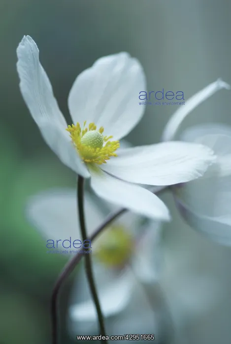 : Anemone, Japanese anemone, Anemone japonica : Anemone, Japanese anemone, Anemone japonica