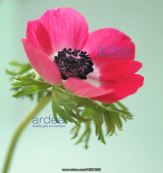 : Anemone, Anemone coronaria : Anemone, Anemone coronaria