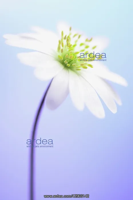 : Anemone, Anemone blanda : Anemone, Anemone blanda