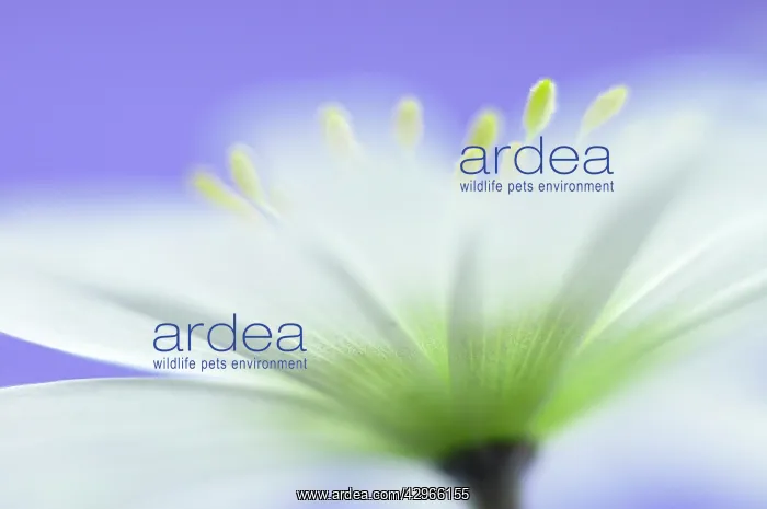 : Anemone, Anemone blanda : Anemone, Anemone blanda