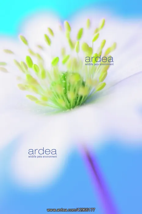 : Anemone, Anemone blanda : Anemone, Anemone blanda