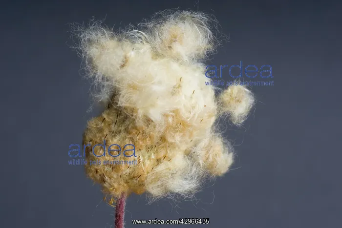 : Anemone, Anemone magellanica : Anemone, Anemone magellanica