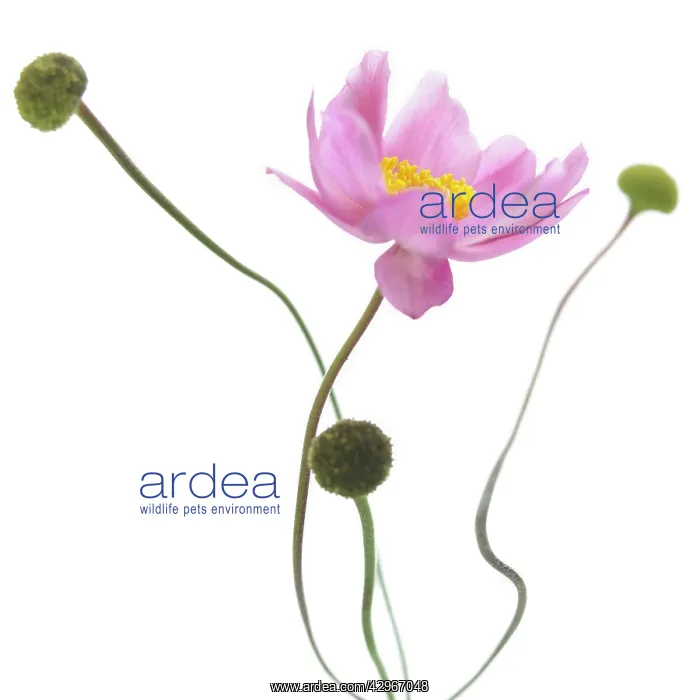 : Anemone, Japanese anemone, Anemone japonica : Anemone, Japanese anemone, Anemone japonica