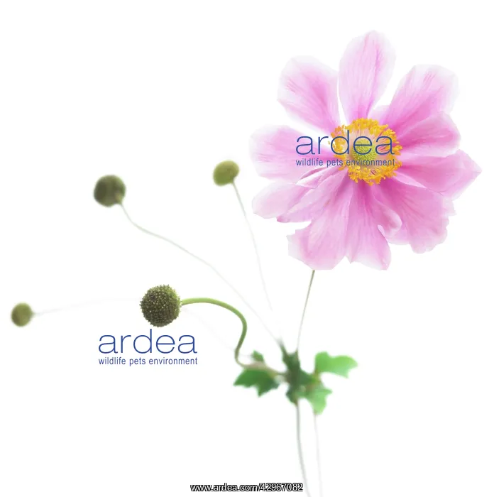 : Anemone, Japanese anemone, Anemone japonica : Anemone, Japanese anemone, Anemone japonica