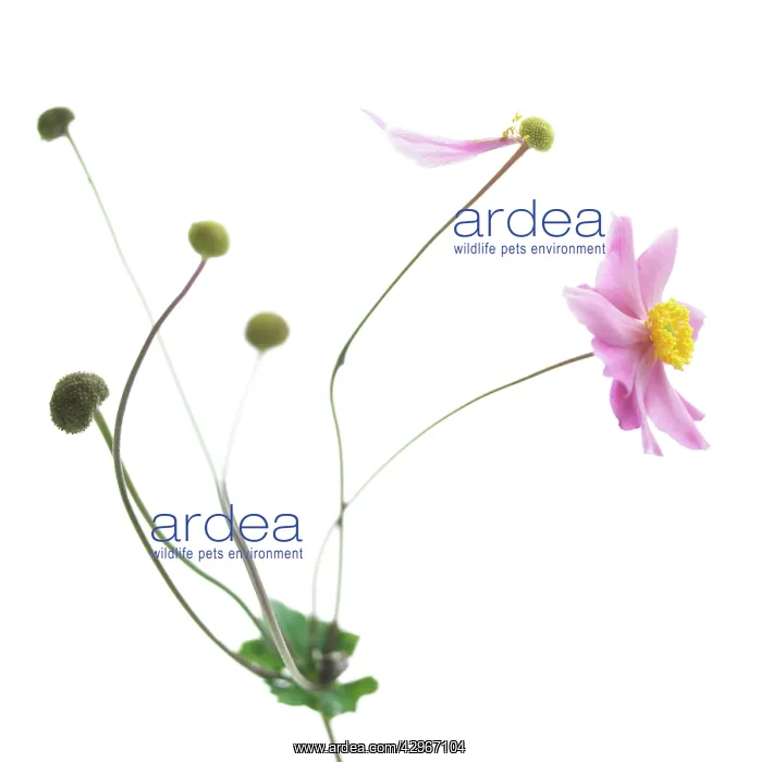 : Anemone, Japanese anemone, Anemone japonica : Anemone, Japanese anemone, Anemone japonica