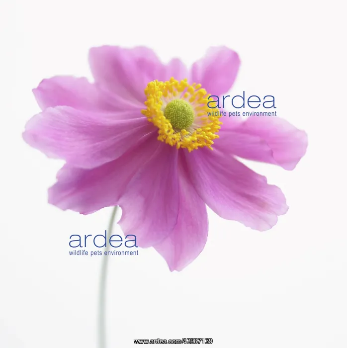 : Anemone, Japanese anemone, Anemone japonica : Anemone, Japanese anemone, Anemone japonica
