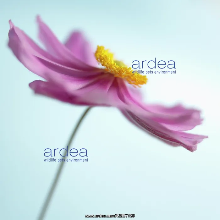 : Anemone, Japanese anemone, Anemone japonica : Anemone, Japanese anemone, Anemone japonica