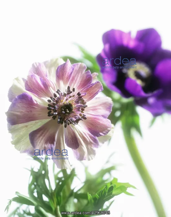  : Anemone, Anemone coronaria