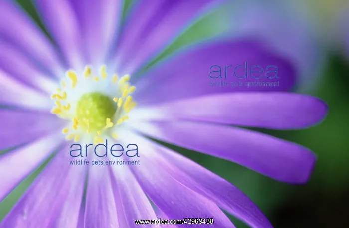: Anemone, Anemone blanda : Anemone, Anemone blanda
