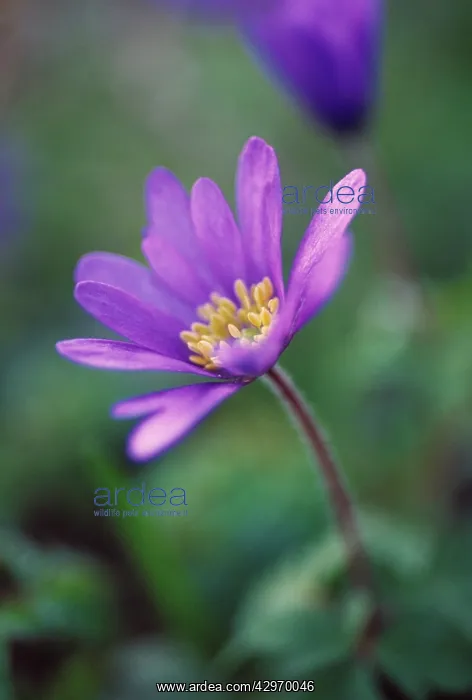 : Anemone, Anemone blanda : Anemone, Anemone blanda