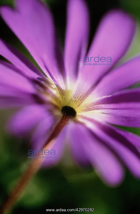 : Anemone, Anemone blanda : Anemone, Anemone blanda
