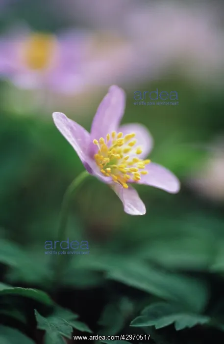 : Anemone, Wood anemone, Anemone nemorosa : Anemone, Wood anemone, Anemone nemorosa
