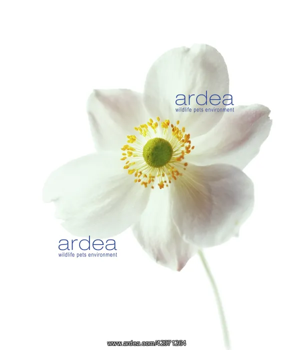 : Anemone, Japanese anemone, Anemone japonica- : Anemone, Japanese anemone, Anemone japonica-