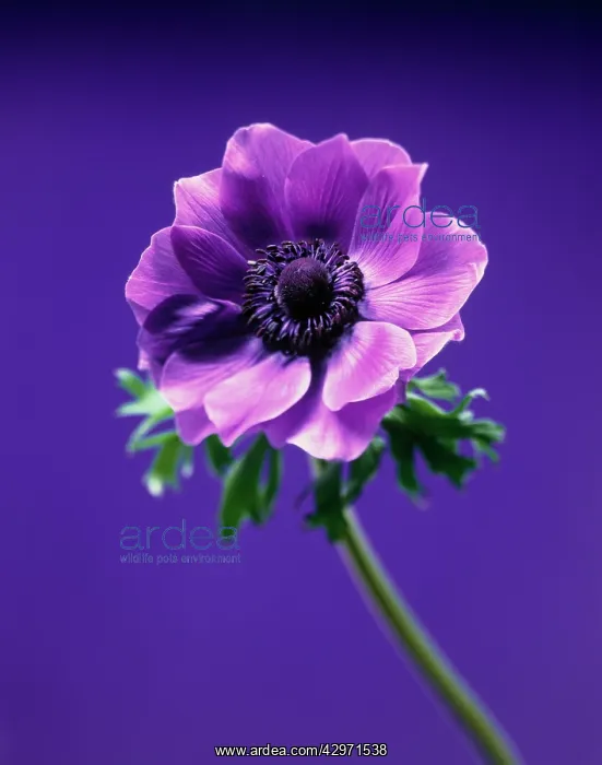 : Anemone, Anemone coronaria Lord Lieutenant : Anemone, Anemone coronaria Lord Lieutenant