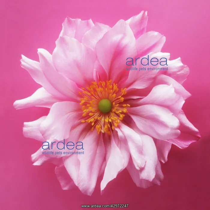 : Anemone, Japanese anemone, Anemone japonica- : Anemone, Japanese anemone, Anemone japonica-