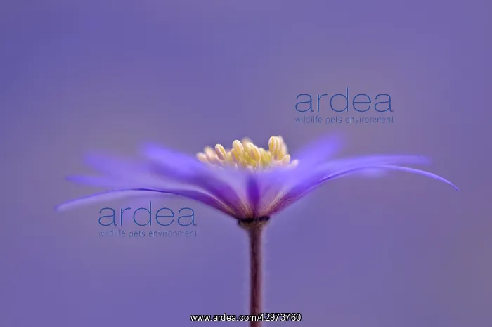 : Anemone, Anemone blanda Atrocaerulea : Anemone, Anemone blanda Atrocaerulea