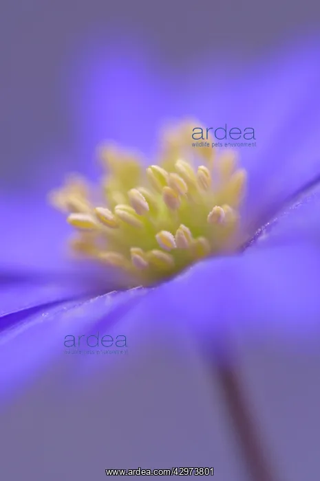: Anemone, Anemone blanda Atrocaerulea : Anemone, Anemone blanda Atrocaerulea