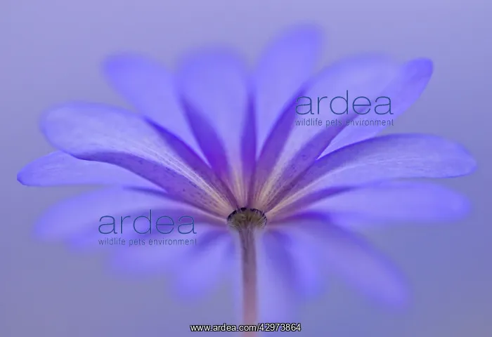 : Anemone, Anemone blanda Atrocaerulea : Anemone, Anemone blanda Atrocaerulea