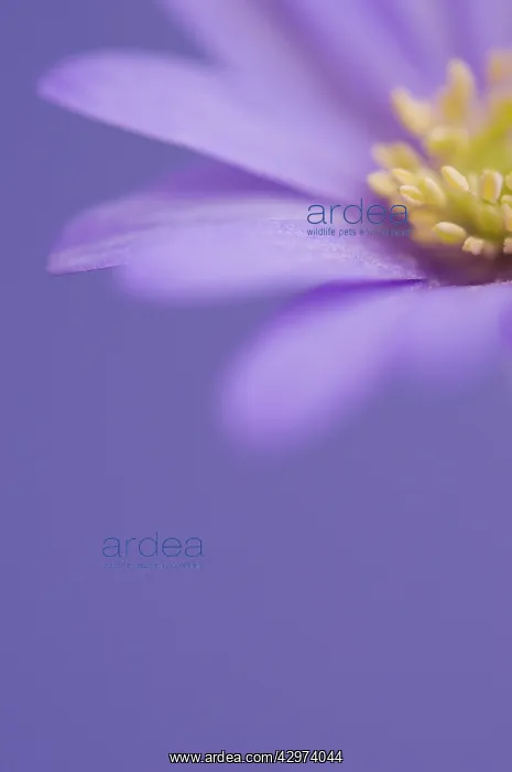 : Anemone, Anemone blanda Atrocaerulea : Anemone, Anemone blanda Atrocaerulea