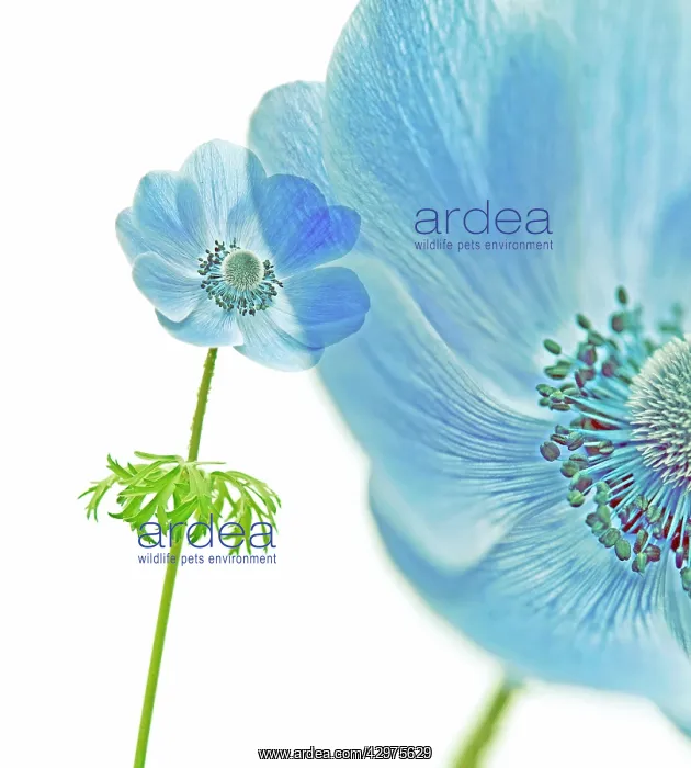 : Anemone, Anemone coronaria : Anemone, Anemone coronaria