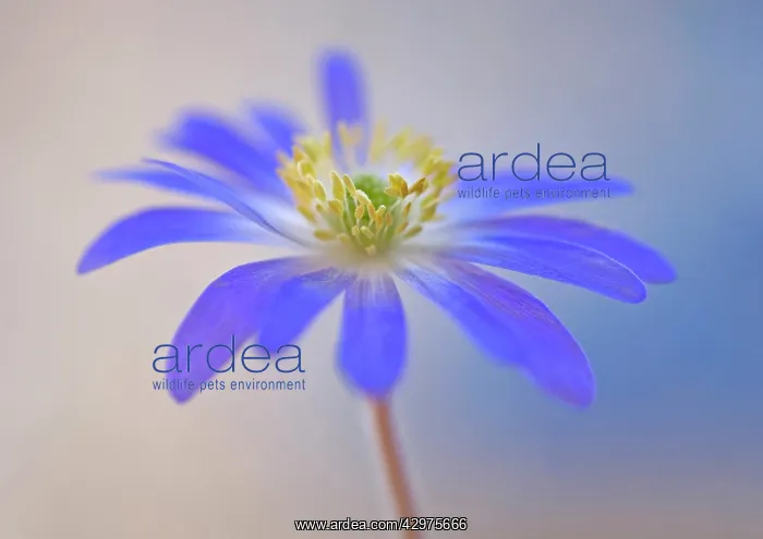 : Anemone, Anemone blanda : Anemone, Anemone blanda
