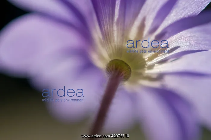 : Anemone, Anemone blanda : Anemone, Anemone blanda