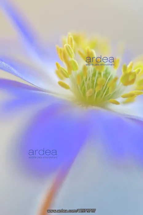 : Anemone, Anemone blanda : Anemone, Anemone blanda