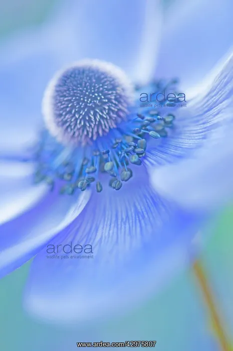 : Anemone, Anemone coronaria : Anemone, Anemone coronaria
