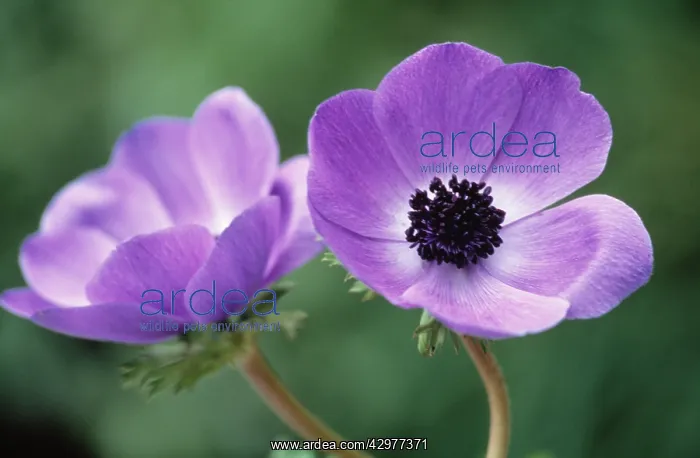 : Anemone, Anemone coronaria De Caen : Anemone, Anemone coronaria De Caen