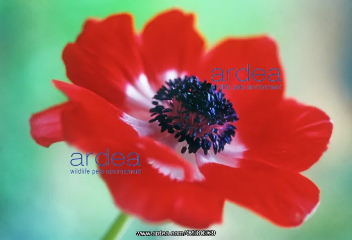 : Anemone, Anemone pavonina : Anemone, Anemone pavonina