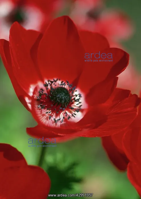 : Anemone, Anemone pavonina : Anemone, Anemone pavonina