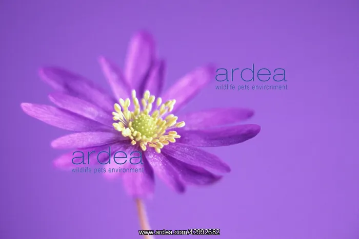 : Anemone, Anemone blanda : Anemone, Anemone blanda