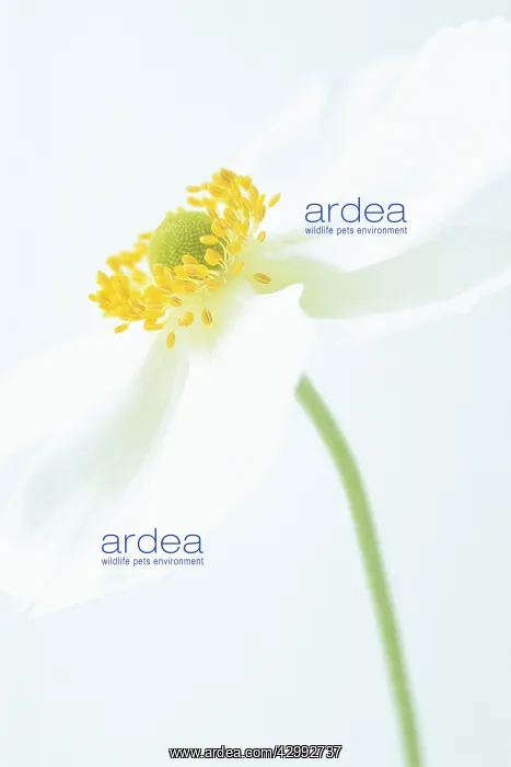 : Anemone, Japanese anemone, Anemone x hybrida Honorine Jobert : Anemone, Japanese anemone, Anemone x hybrida Honorine Jobert