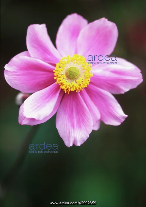 : Anemone, Anemone x hybrida Max Vogel : Anemone, Anemone x hybrida Max Vogel