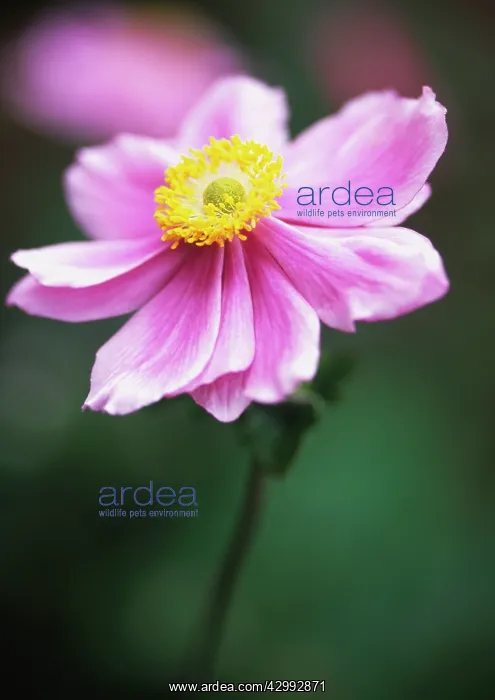 : Anemone, Anemone x hybrida Max Vogel : Anemone, Anemone x hybrida Max Vogel