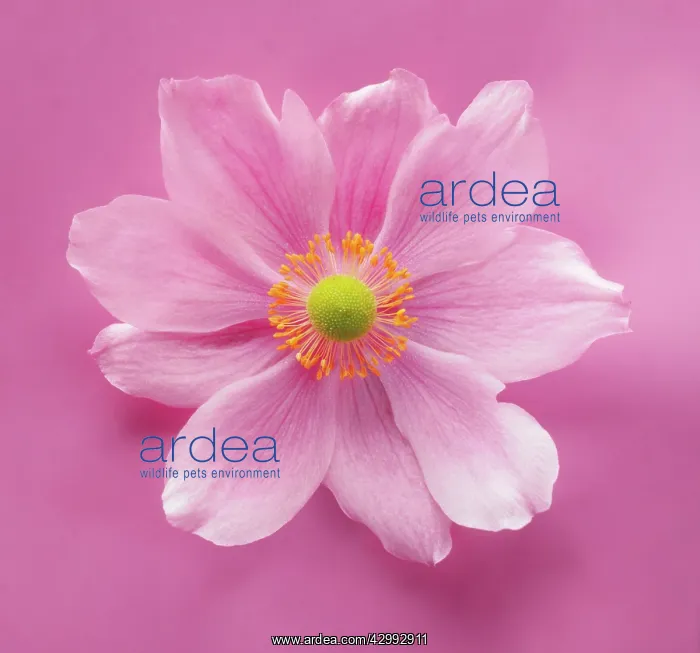 : Anemone, Japanese anemone, Anemone japonica- : Anemone, Japanese anemone, Anemone japonica-