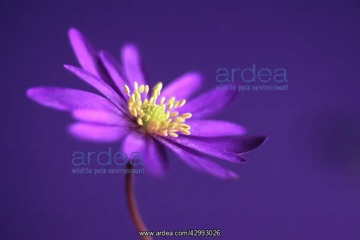 : Anemone, Anemone blanda : Anemone, Anemone blanda