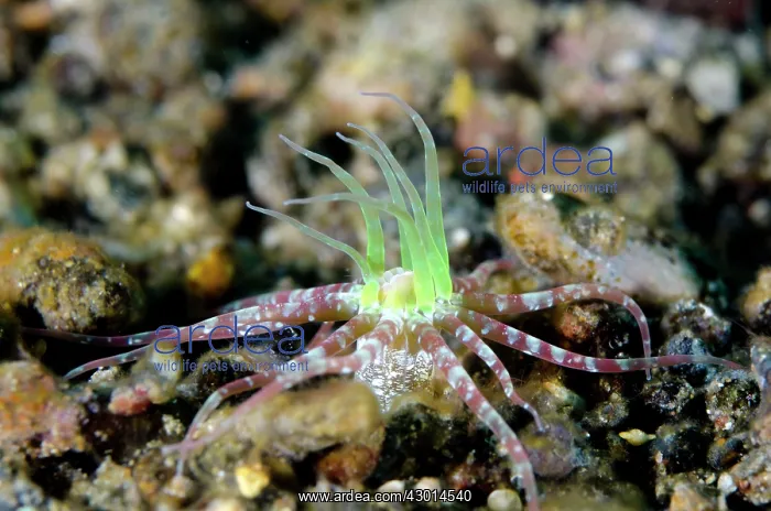 : Anemone : Anemone