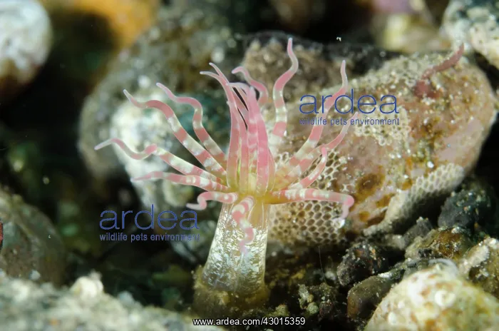 : Anemone : Anemone