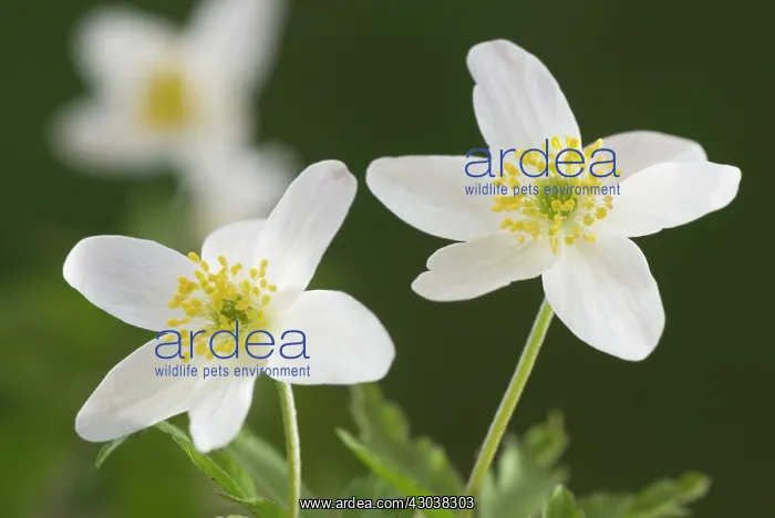 : Anemone, Wood anemone, Anemone nemorosa : Anemone, Wood anemone, Anemone nemorosa