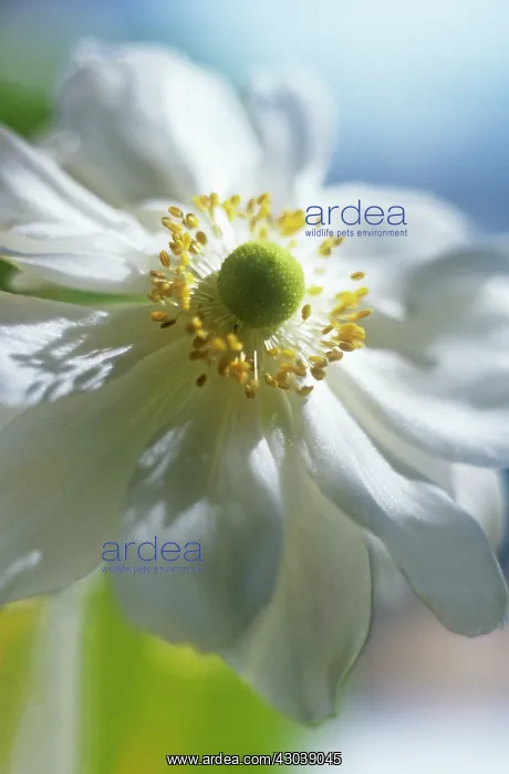 : Anemone, Japanese anemone, Anemone japonica : Anemone, Japanese anemone, Anemone japonica