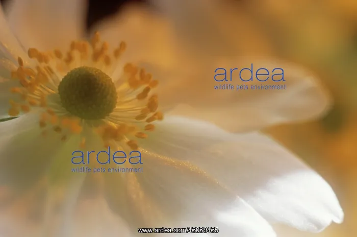 : Anemone, Japanese anemone, Anemone japonica : Anemone, Japanese anemone, Anemone japonica