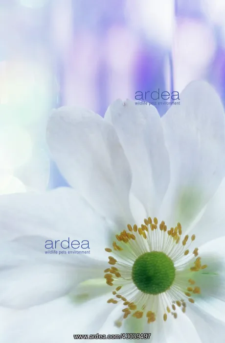 : Anemone, Japanese anemone, Anemone japonica : Anemone, Japanese anemone, Anemone japonica