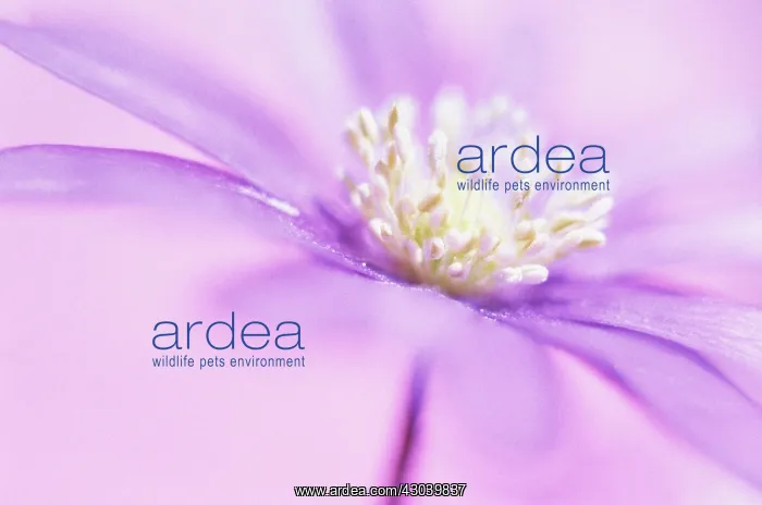 : Anemone, Anemone blanda : Anemone, Anemone blanda