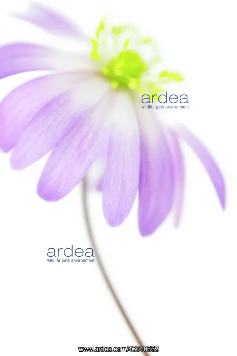 : Anemone, Anemone blanda : Anemone, Anemone blanda