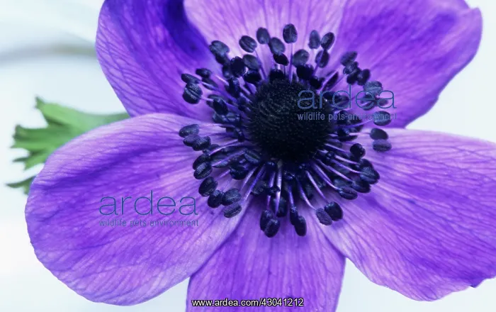 : Anemone, Anemone coronaria De Caen : Anemone, Anemone coronaria De Caen