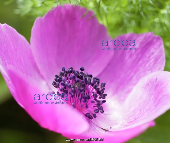: Anemone, Anemone coronaria De Caen : Anemone, Anemone coronaria De Caen