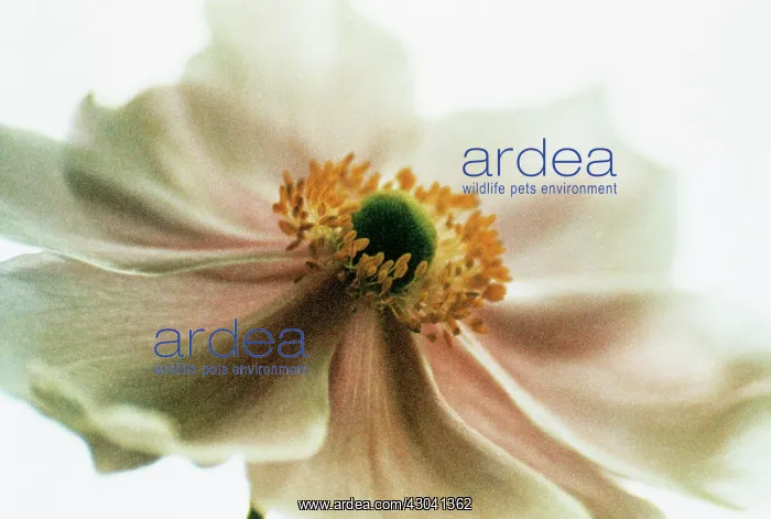 : Anemone, Japanese anemone, Anemone x hybrida Honorine Jobert : Anemone, Japanese anemone, Anemone x hybrida Honorine Jobert